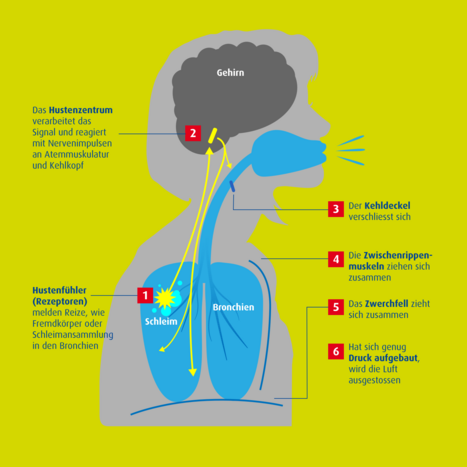 Grafik zum Hustenreflex